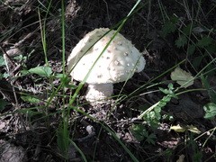 Amanita strobiliformis