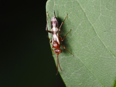Gelis tenellus