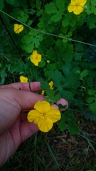 Chelidonium asiaticum