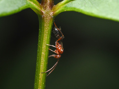 Gelis tenellus