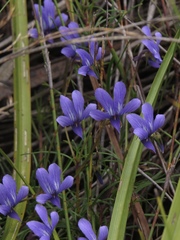 Viola decumbens
