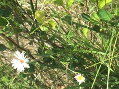 Symphyotrichum boreale