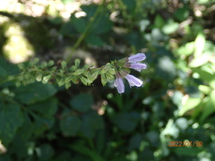Salvia japonica