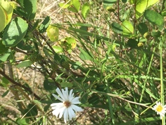 Symphyotrichum boreale
