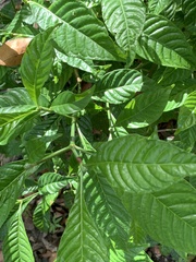 Psychotria nervosa