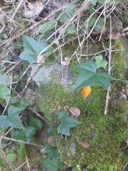 Kedrostis nana