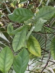 Magnoliopsida