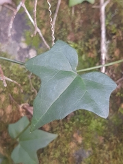 Kedrostis nana