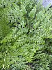 Davallia fejeensis