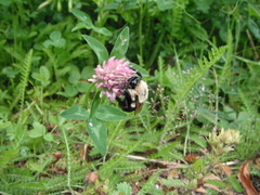 Bombus impatiens