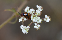 Diaperinae