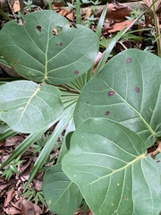Coccoloba uvifera