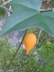 Kedrostis nana