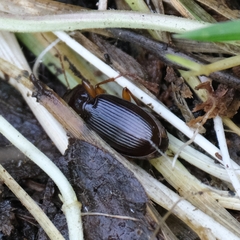 Synuchus impunctatus