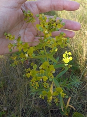 Euphorbia virgata