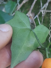 Kedrostis nana