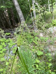 Scirpus pedicellatus