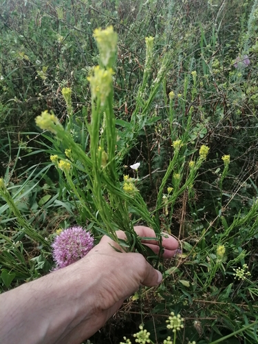 Image of Erysimum marschallianum by (c) Michael Kozlov, some rights reserved (CC BY)
