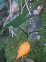 Kedrostis nana