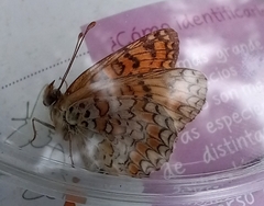 Melitaea pseudornata