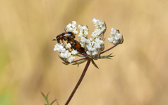 Diaperinae