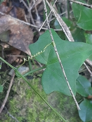 Kedrostis nana