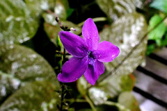 Pseuderanthemum alatum