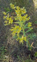 Euphorbia virgata