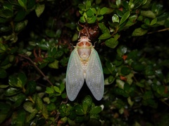 Graptopsaltria nigrofuscata