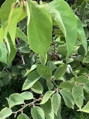 Dalbergia ecastaphyllum