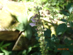 Salvia japonica