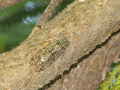 Cicada mordoganensis