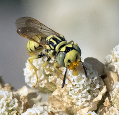 Philanthus multimaculatus