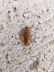 Ectobius vittiventris