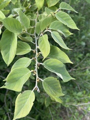 Dalbergia ecastaphyllum
