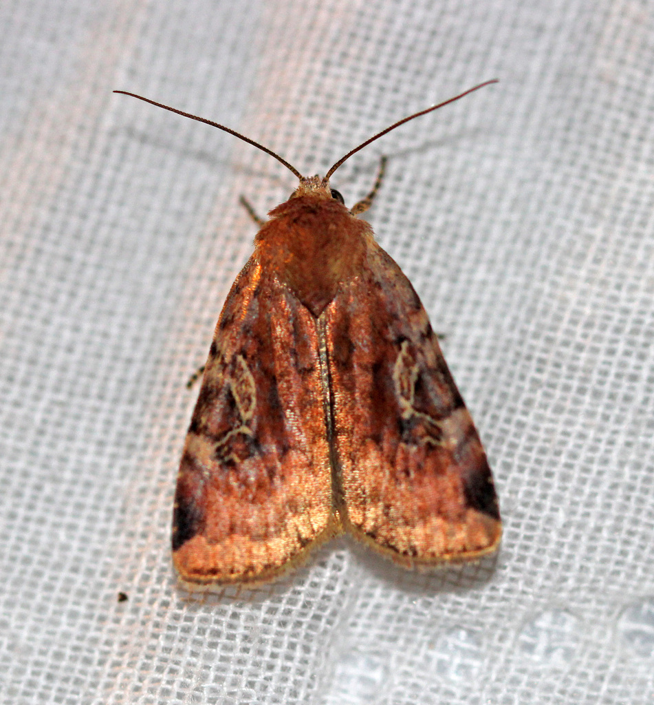 Catocaline Dart