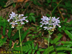 Calanthe dominyi