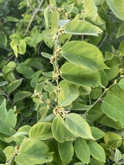 Dalbergia ecastaphyllum