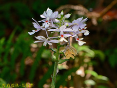 Calanthe dominyi