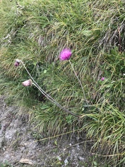 Carduus defloratus
