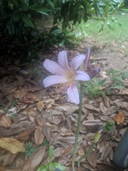 Lycoris squamigera