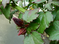 Hibiscus