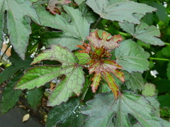 Hibiscus