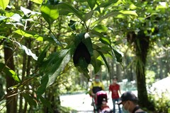 Gynautocera rubriscutellata