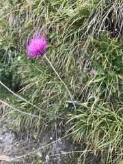 Carduus defloratus