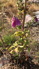 Digitalis purpurea