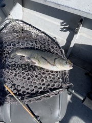 Siphateles bicolor