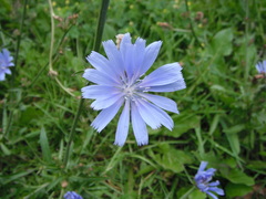 Cichorium intybus