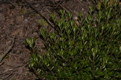 Hibbertia hypericoides
