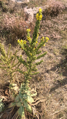 Verbascum